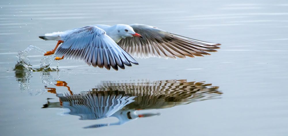 Capturing the Avian Wonders of the&nbsp;Algarve